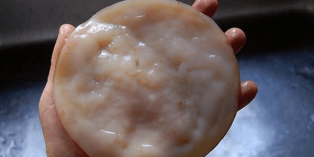 Tea fungus
