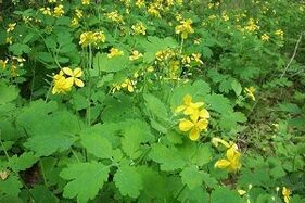 Celandine herb to treat toenail fungus.